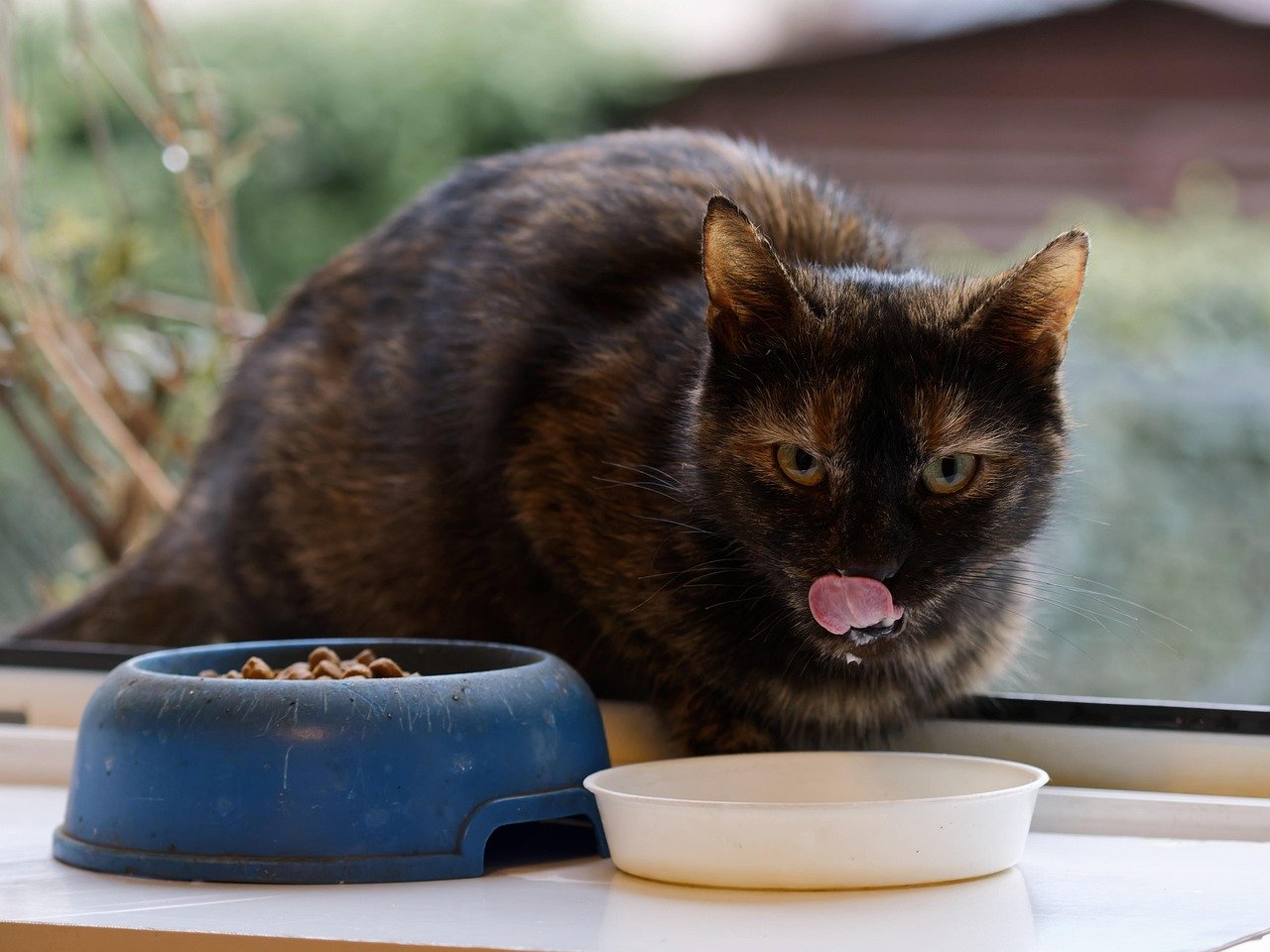 Gato pode comer peixe cru? Descubra os riscos e alternativas seguras