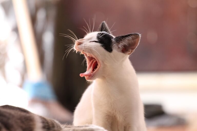 saude cachorro gato