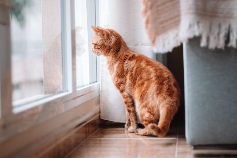 Cachorro ou gato?