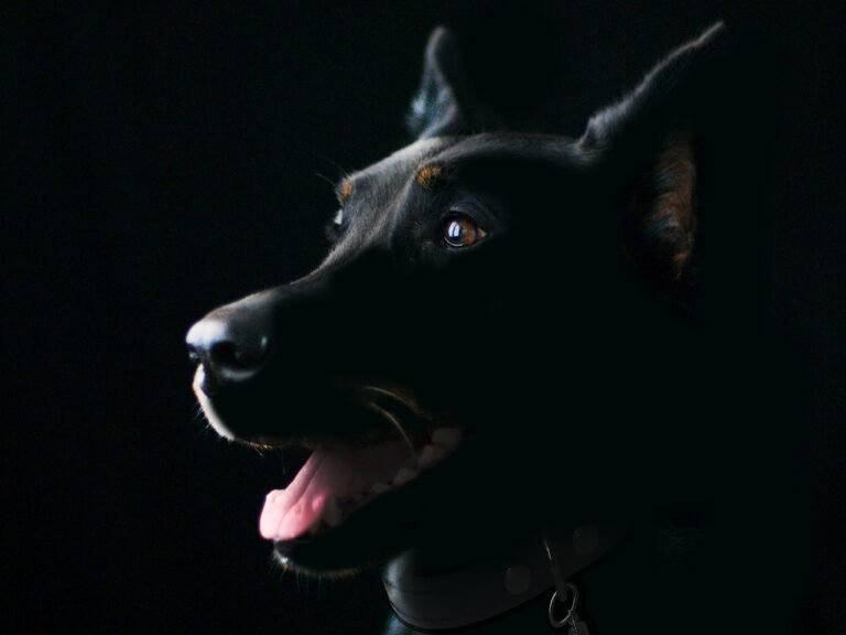 luto pet