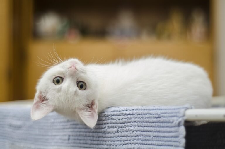Gato pode comer pão? Entenda os riscos de oferecer carboidratos aos felinos