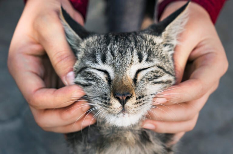 Estresse Felino