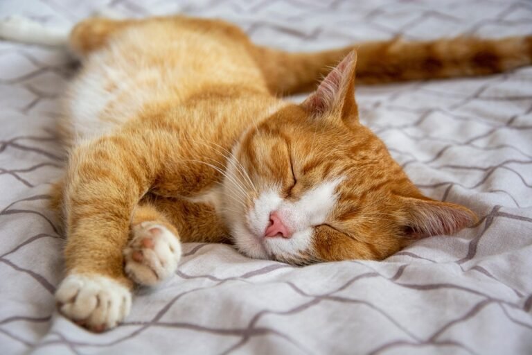 caixa de areia de gatos como diminuir cheiro